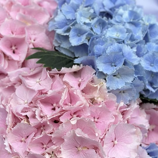 Букет квітів 5 гортензій – доставка квітів у Київ