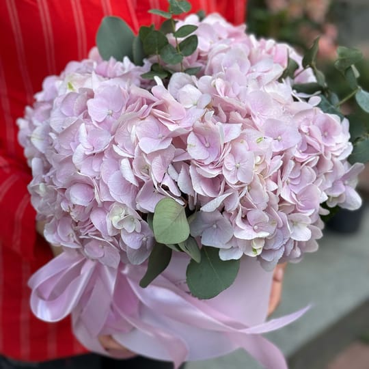 Рожеві гортензії в коробці – доставка квітів у Київ