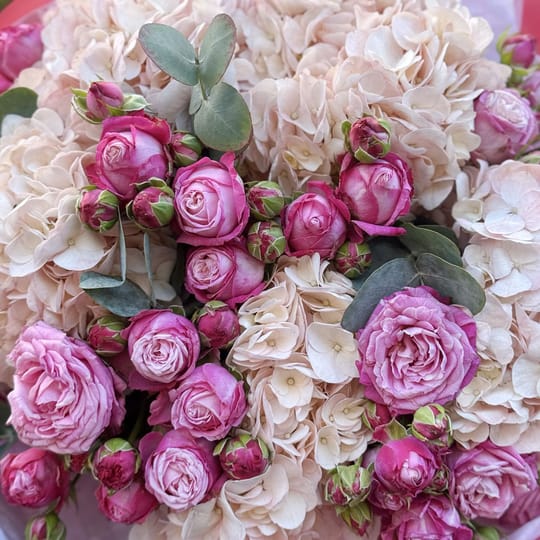 Пудровий букет гортензій і троянд – доставка квітів у Київ