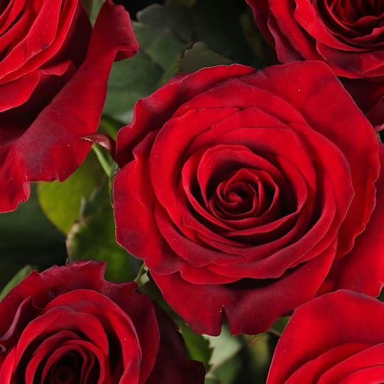 Букет квітів 15 червоних троянд – доставка квітів у Київ