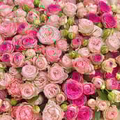 Кущові троянди